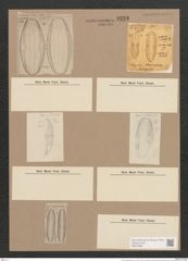 Amphora oblonga Greg. (de-Toni-Nr.: Genus 36, Species 1673) Zeichnungen Sammlung Grunow Nr. 3223 (NHMW-BOT-W0370680)